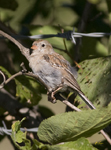 Field Sparrow